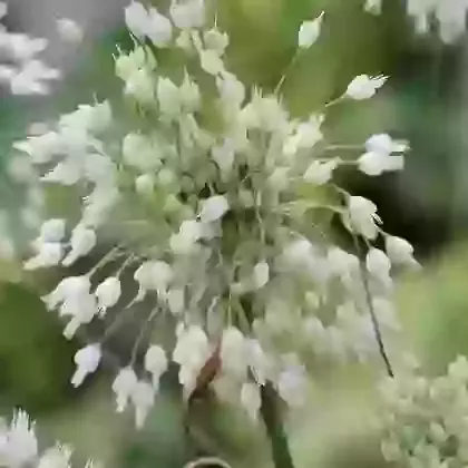 Carinatum ssp. Pulchellum Album